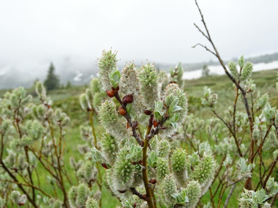 Ива Лапландская Salix lapponum