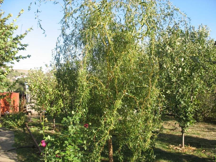 Ива уральская извилистая плакучая