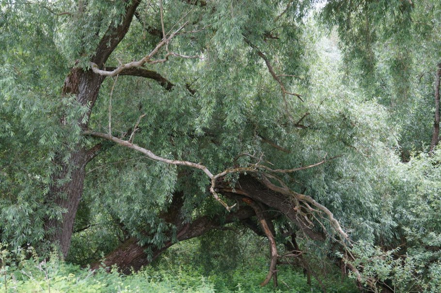 Ива ломкая salix fragilis
