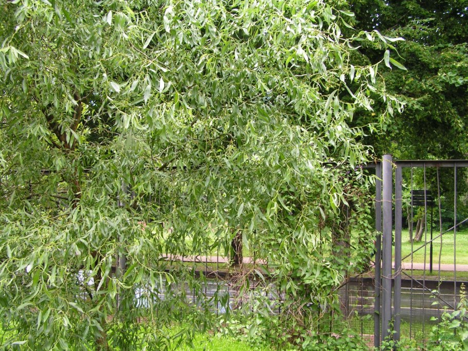 Ива уральская извилистая