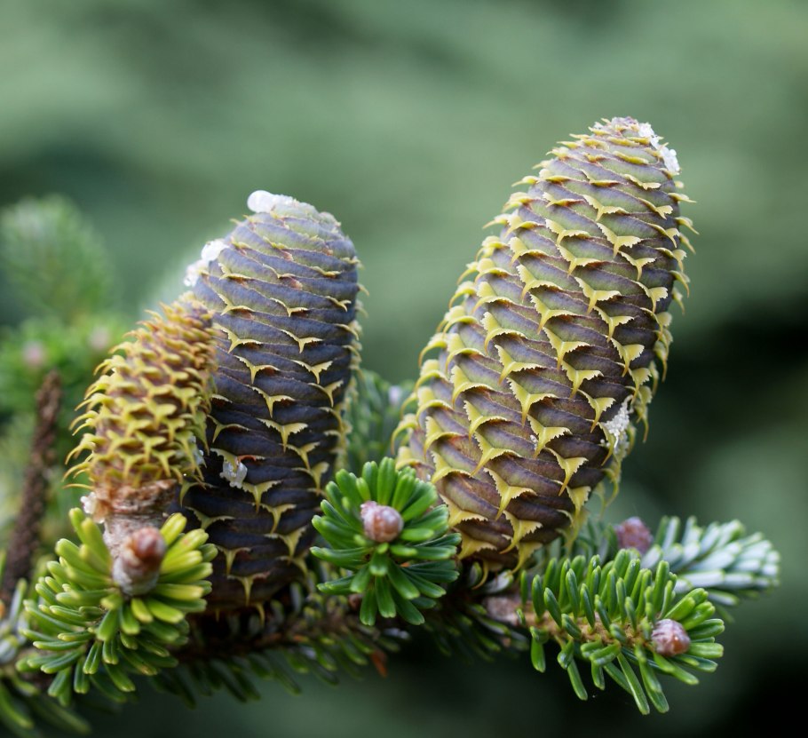 Пихта Сибирская Abies sibirica