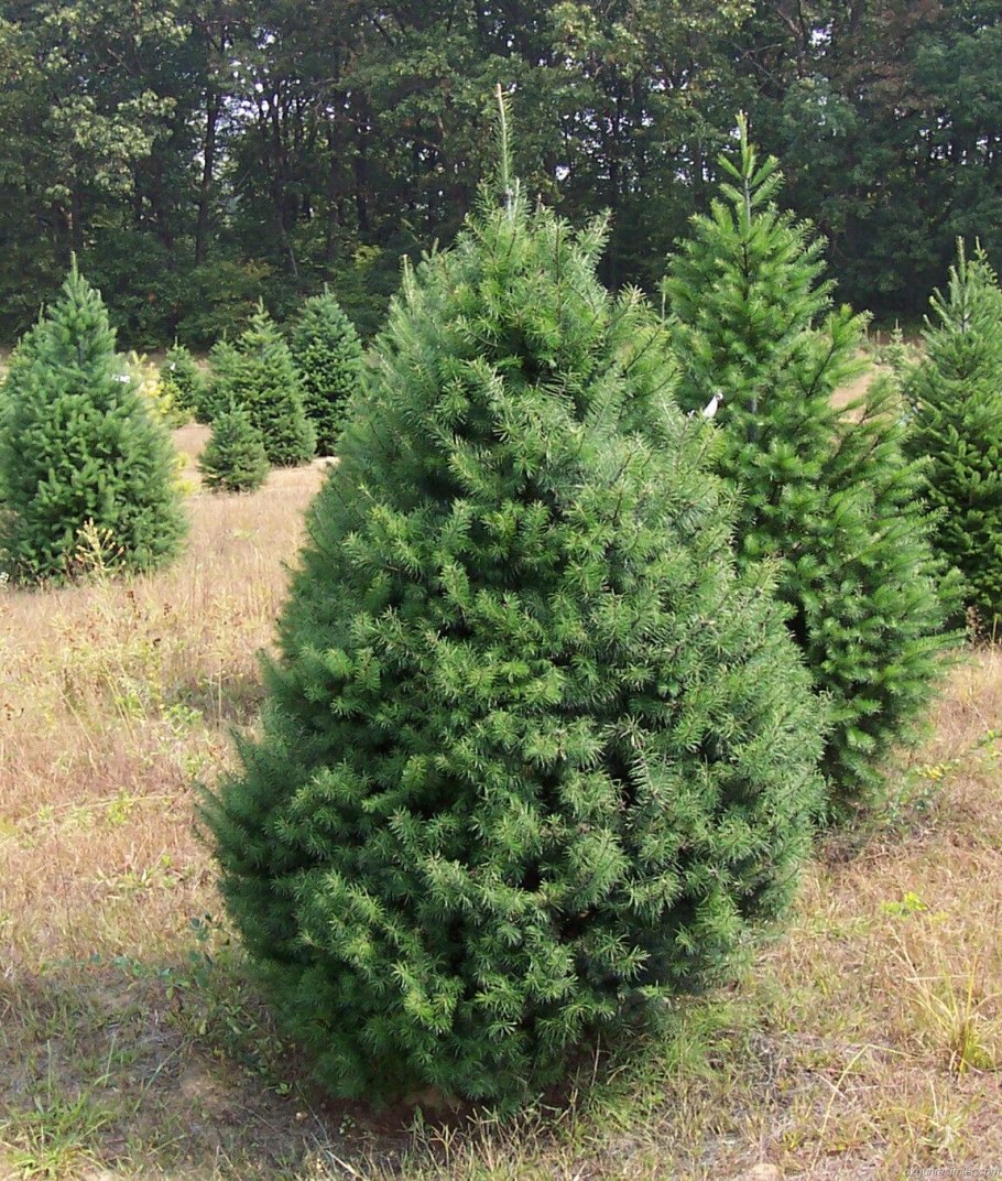 Пихта Сибирская Abies sibirica