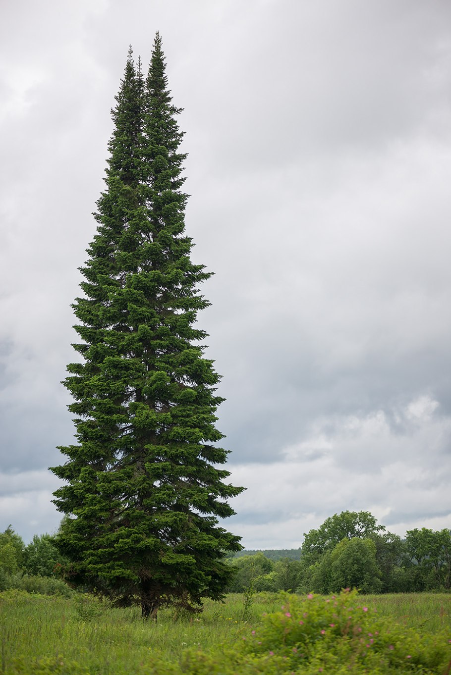 Пихта Сибирская Abies sibirica