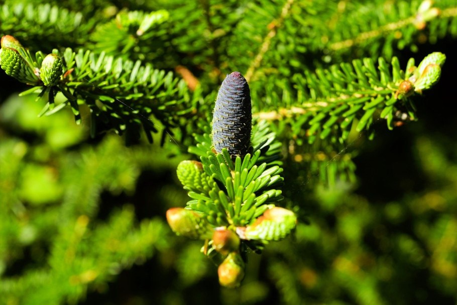 Пихта Сибирская Abies sibirica