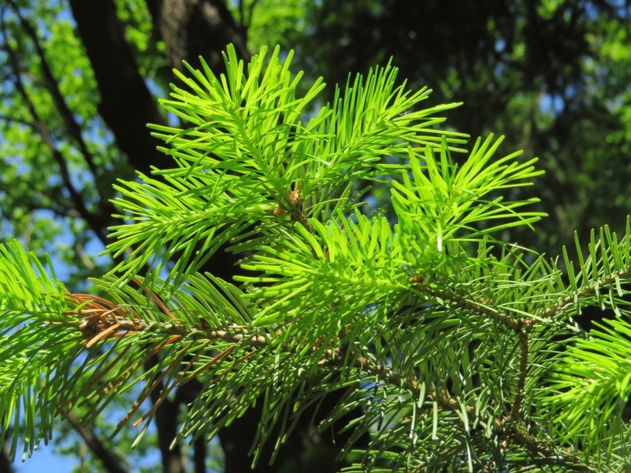 Пихта Сибирская (Аbies sibirica)