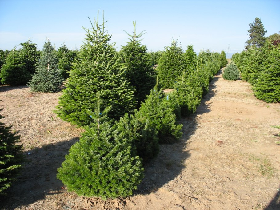 Ель Сибирская хвоинки