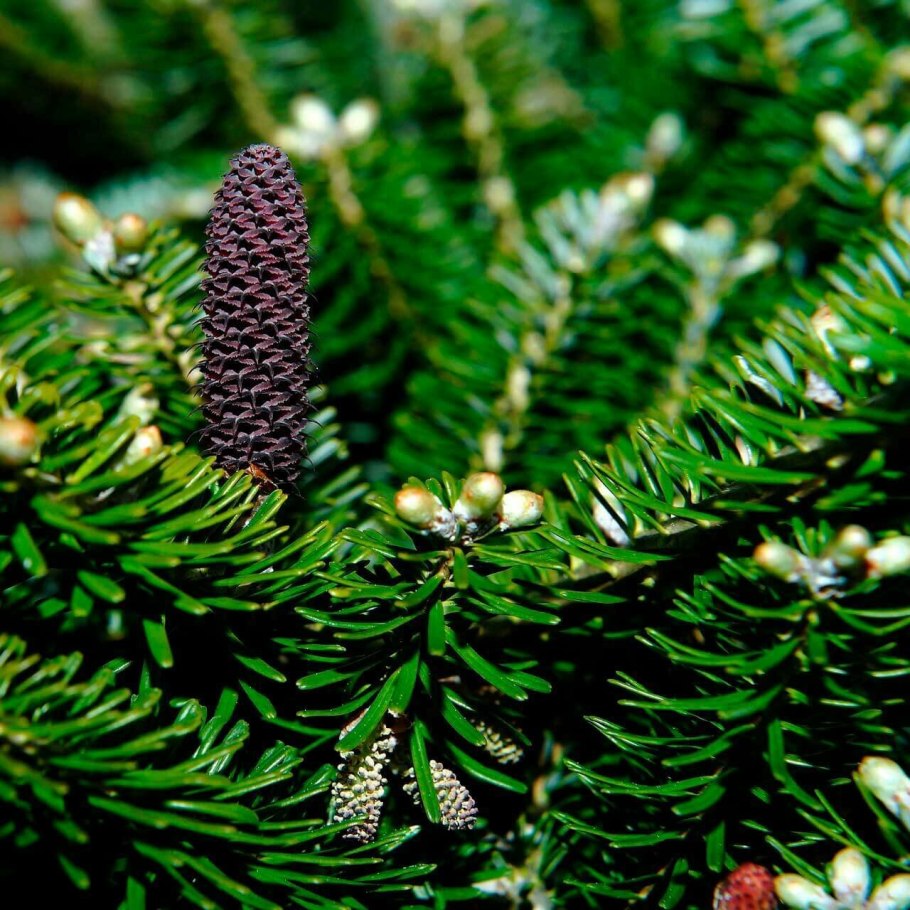 Пихта Сибирская (Аbies sibirica)