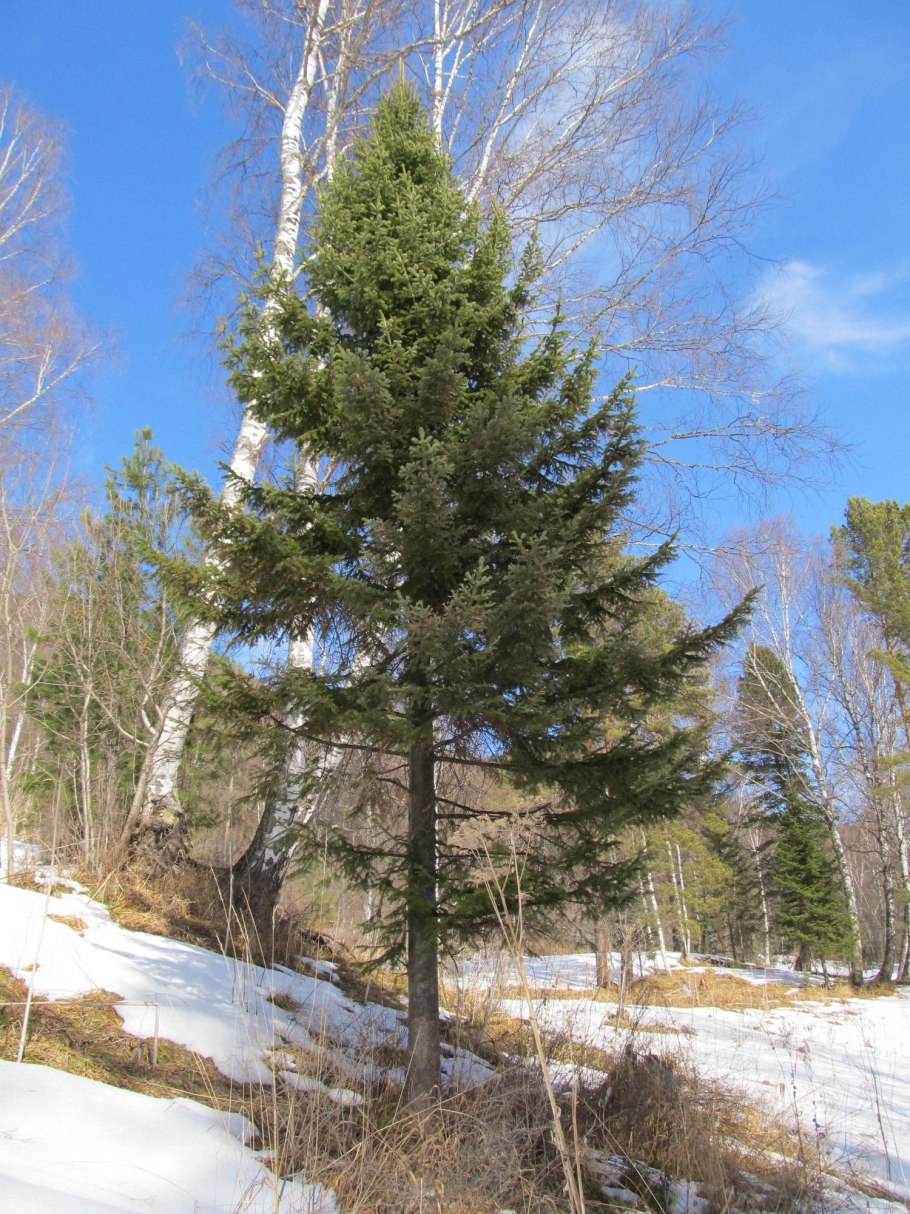 Сибирская пихта