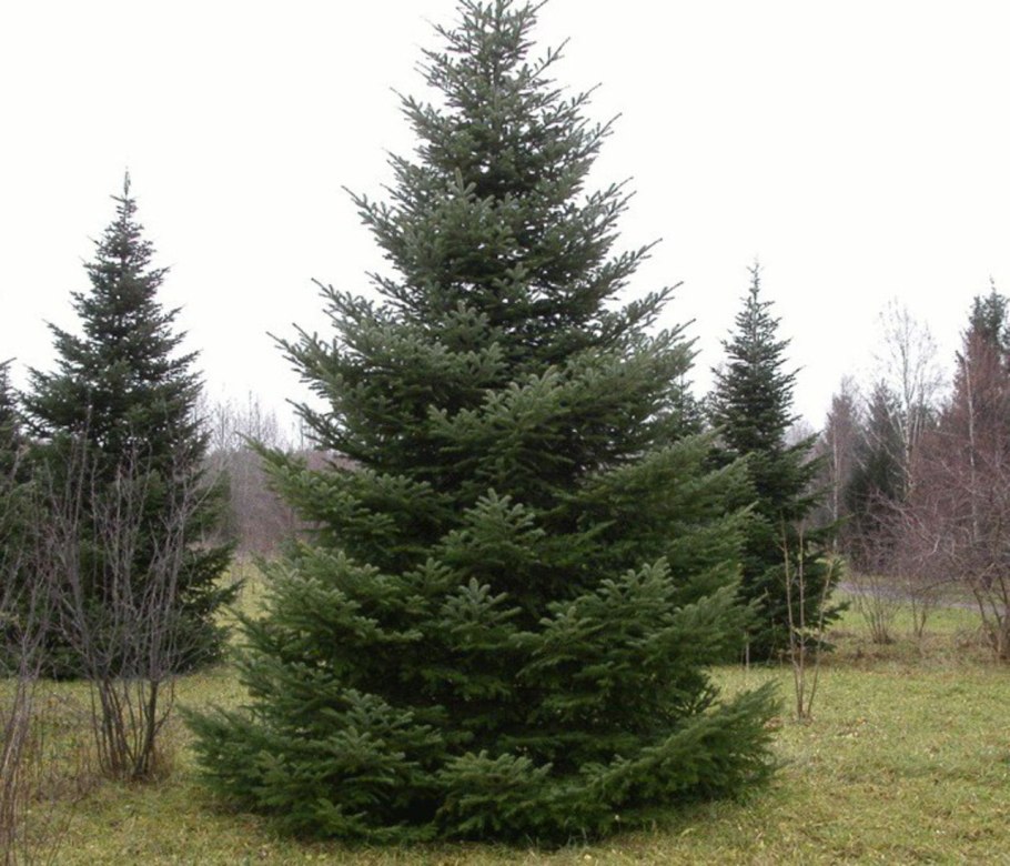 Пихта Сибирская (Abies sibirica) микростробилы