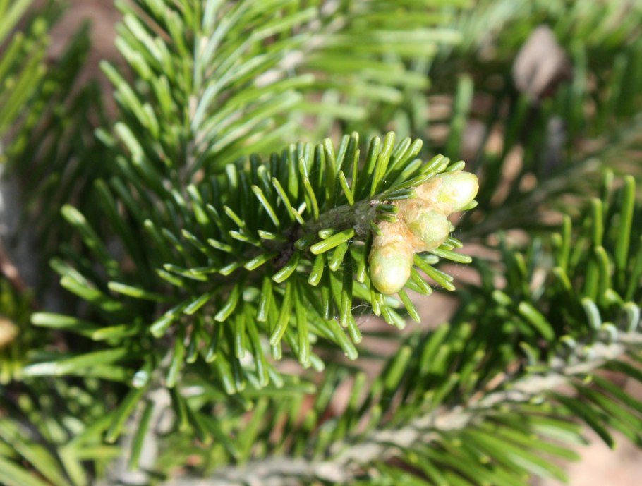 Пихта сибирская abies sibirica