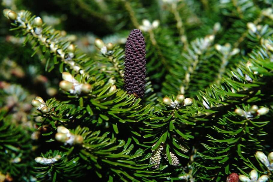 Ель сибирская picea obovata