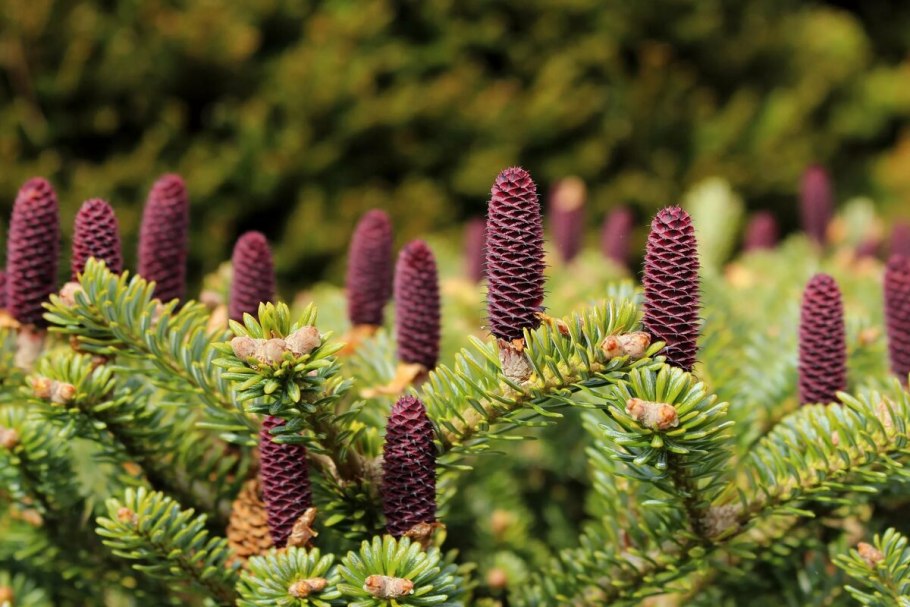 Пихта Сибирская хвоя