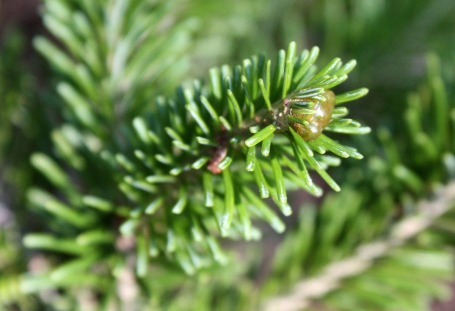 Пихта в Сибири