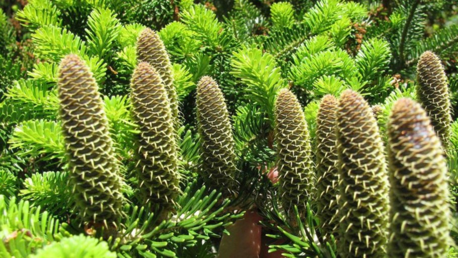 Пихта koreana schwedenkonig