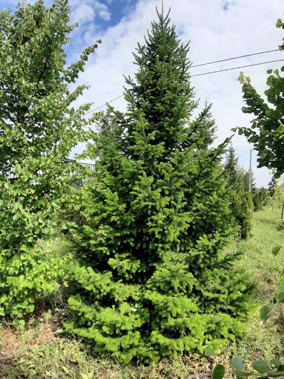 Пихта Сибирская (Abies sibirica) микростробилы