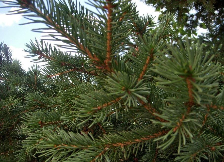 Picea pungens bialobok