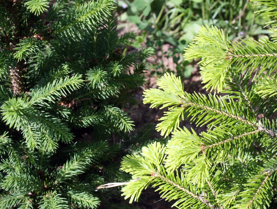 Пихта корейская Silberlocke