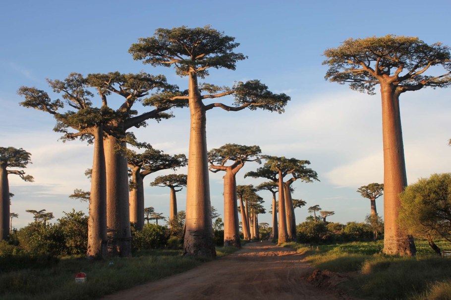 Баобаб Адансония