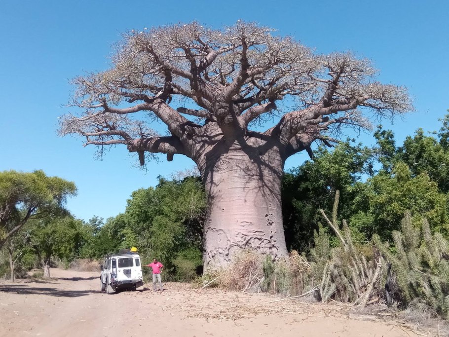 Адансония grandidieri