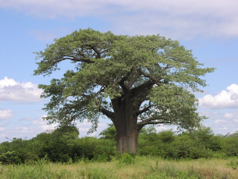 Баобаб (Адансония пальчатая