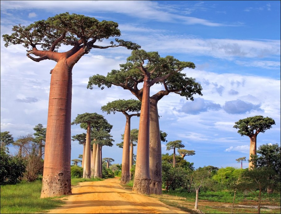 Растения Африки баобаб