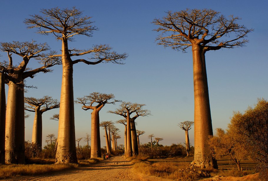 Проспект баобабов Мадагаскар