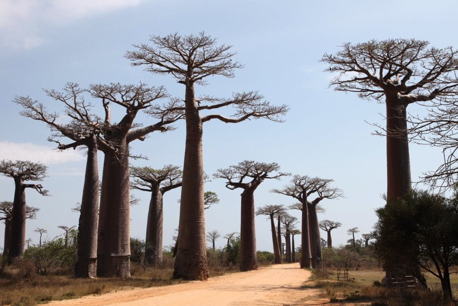 Баобаб Африканский Ботаническая