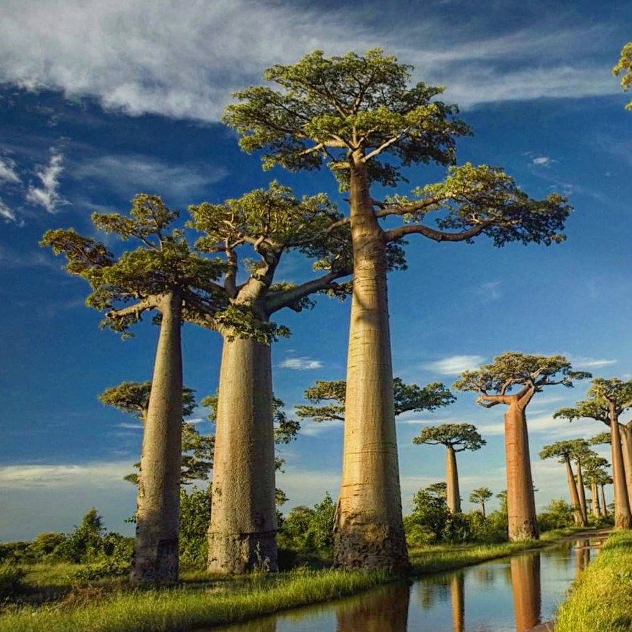 Адансония пальчатая (баобаб пальчатый)