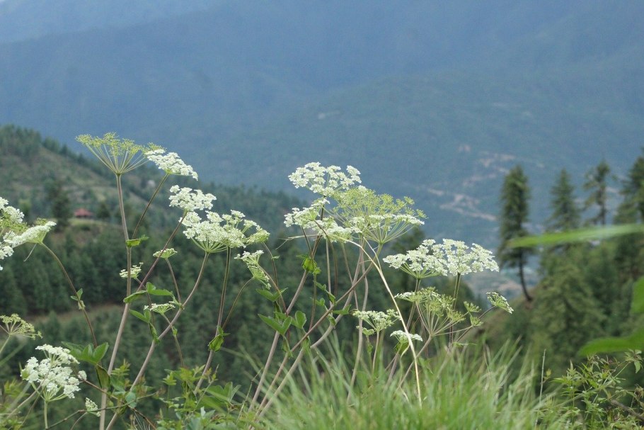 Борщевик сибирский пиканы