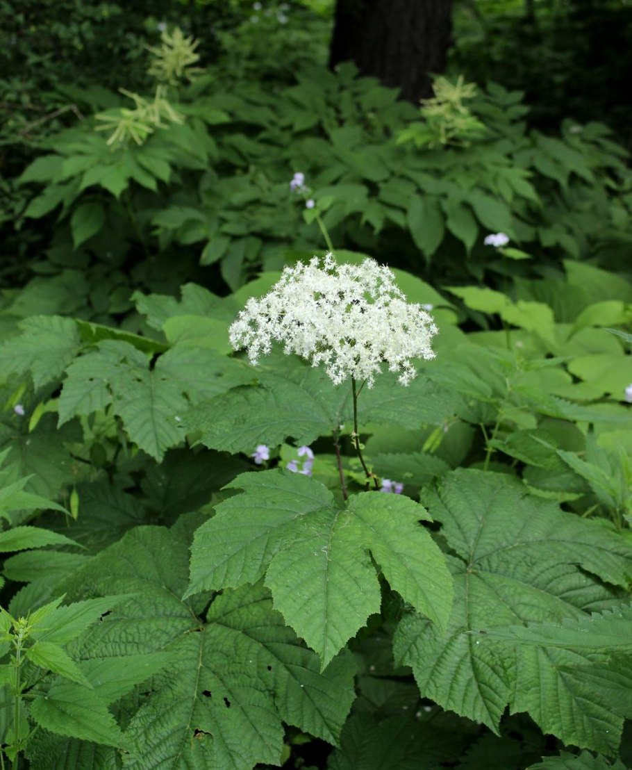Курай, дягиль, борщевик