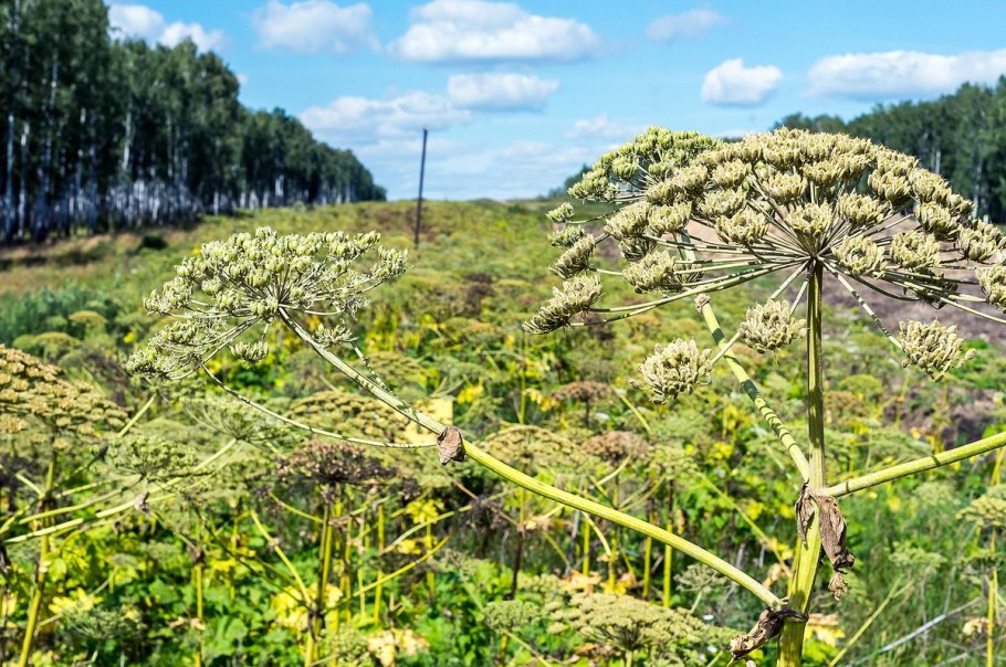 Борщевика сосновского