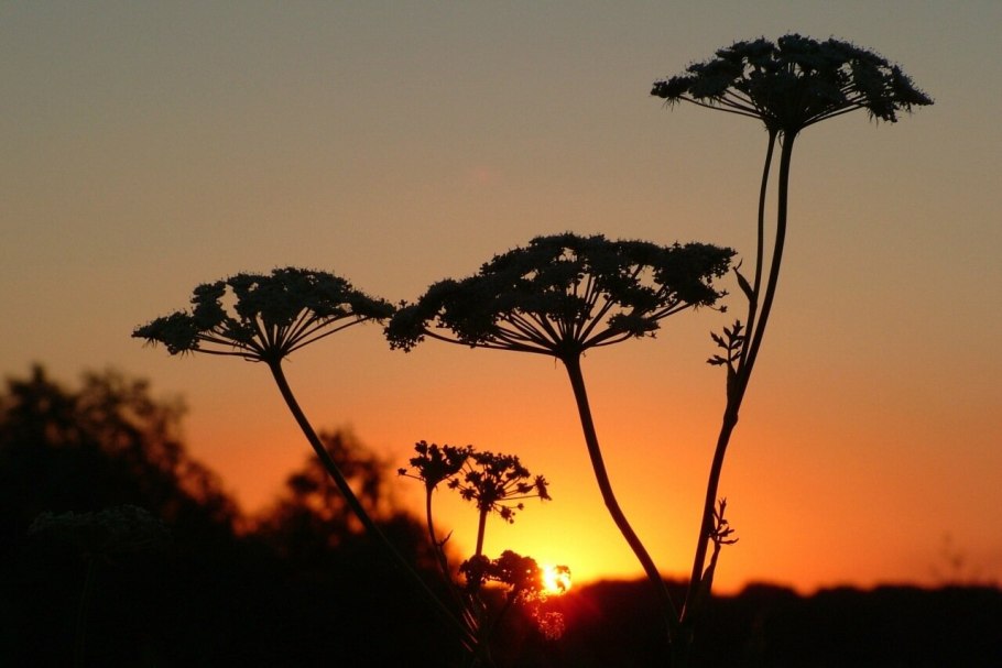 Дягиль обыкновенный
