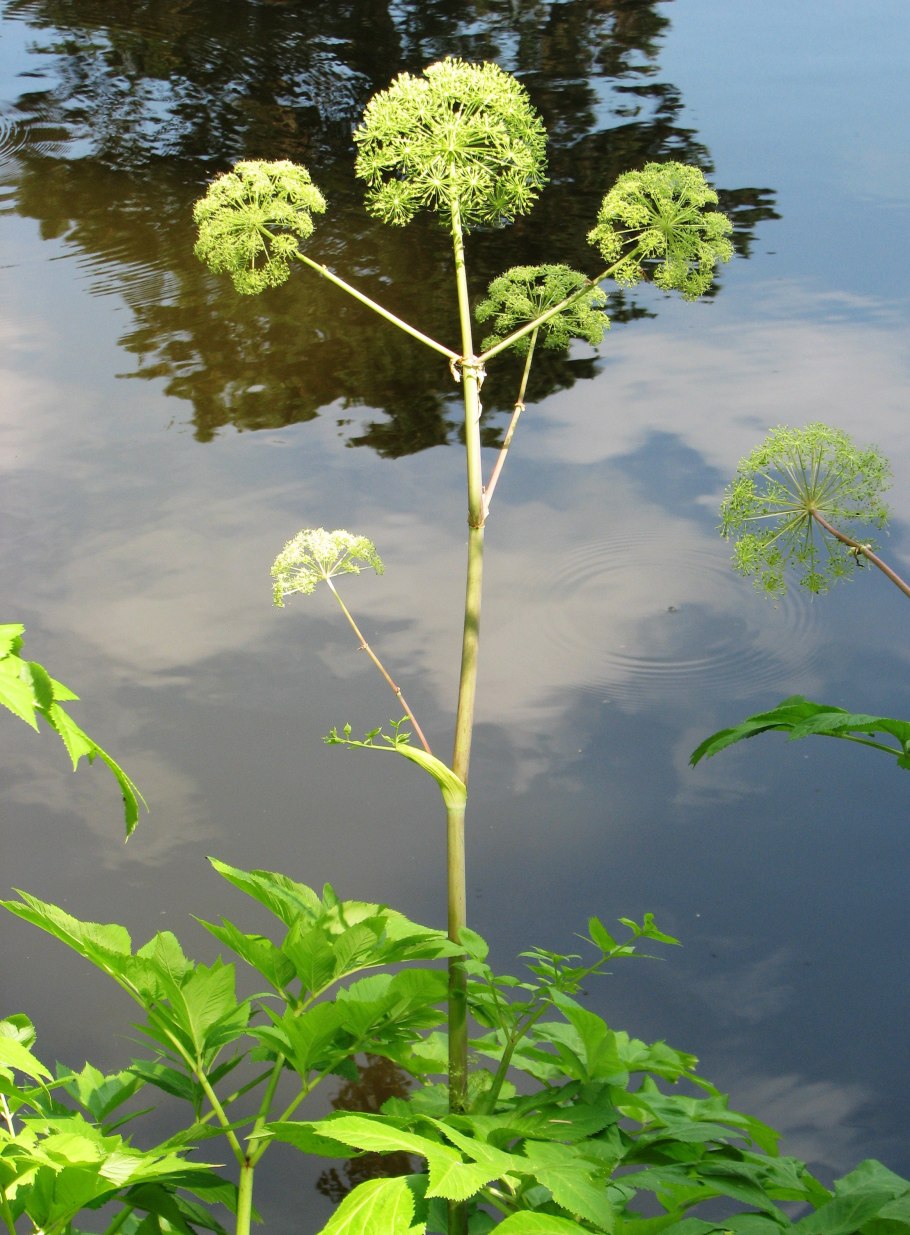 Дудник дягиль