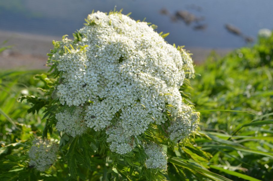 Курай, дягиль, борщевик