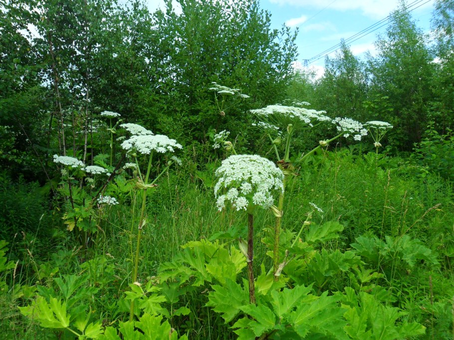 Бутень морковник