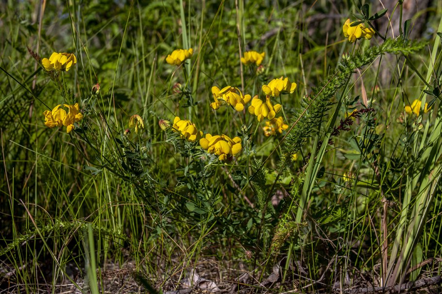 Лядвенец рогатый lotus corniculatus