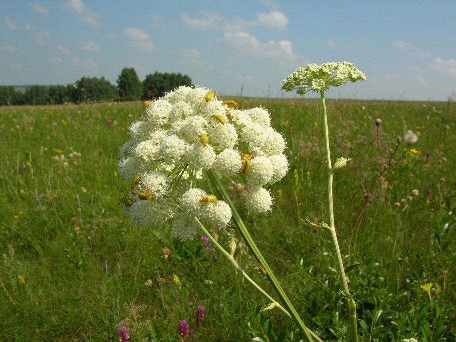 Курай растение башкирский