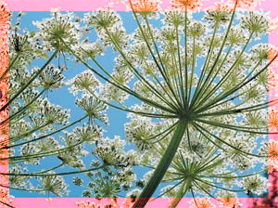 Курай и борщевик