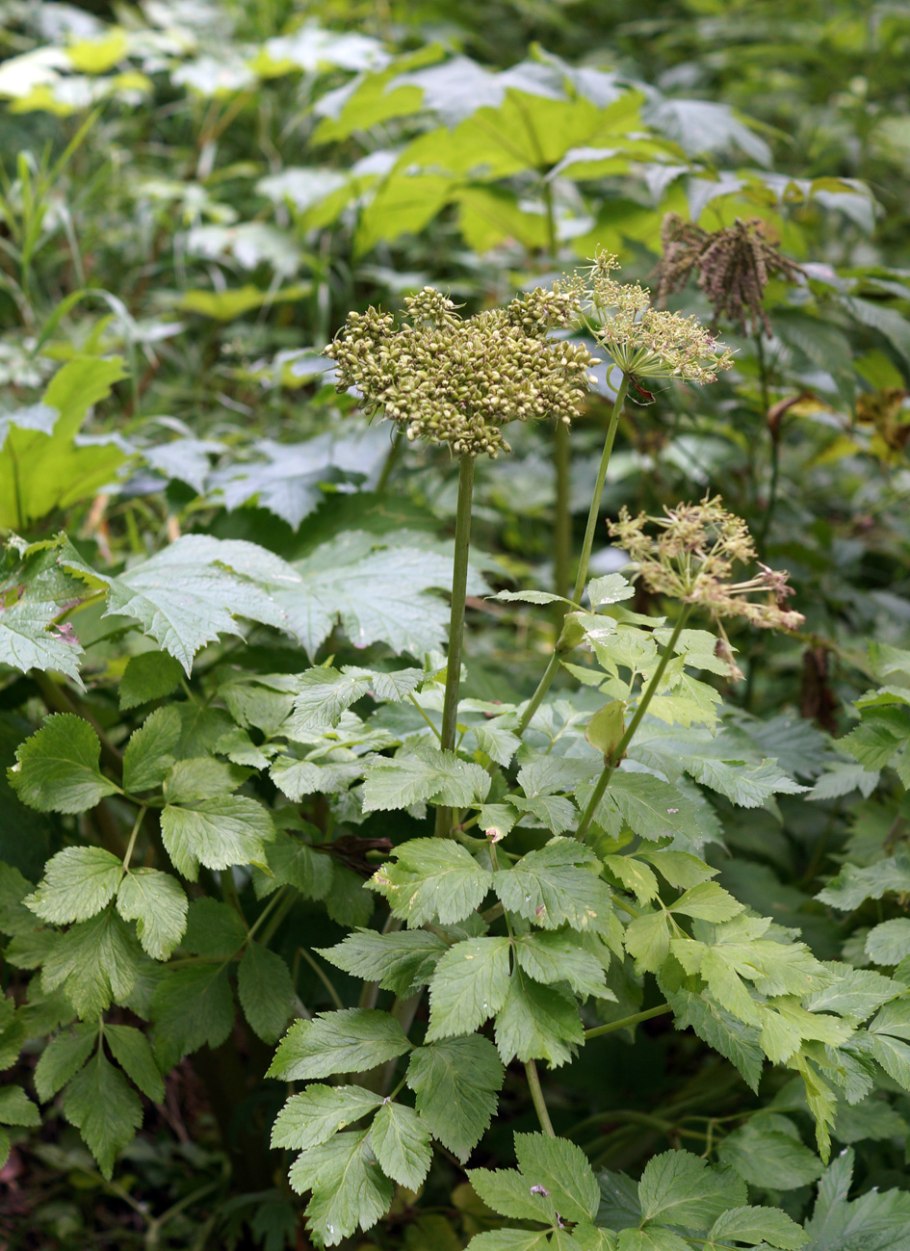 Peucedanum ostruthium