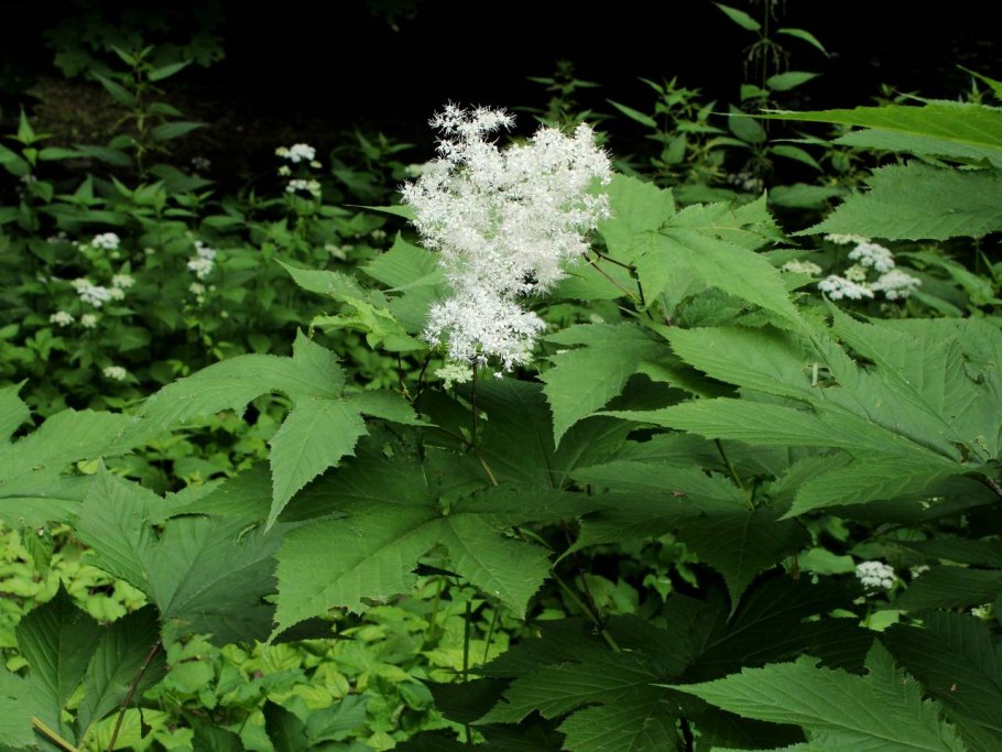 Борщевик ядовитое растение