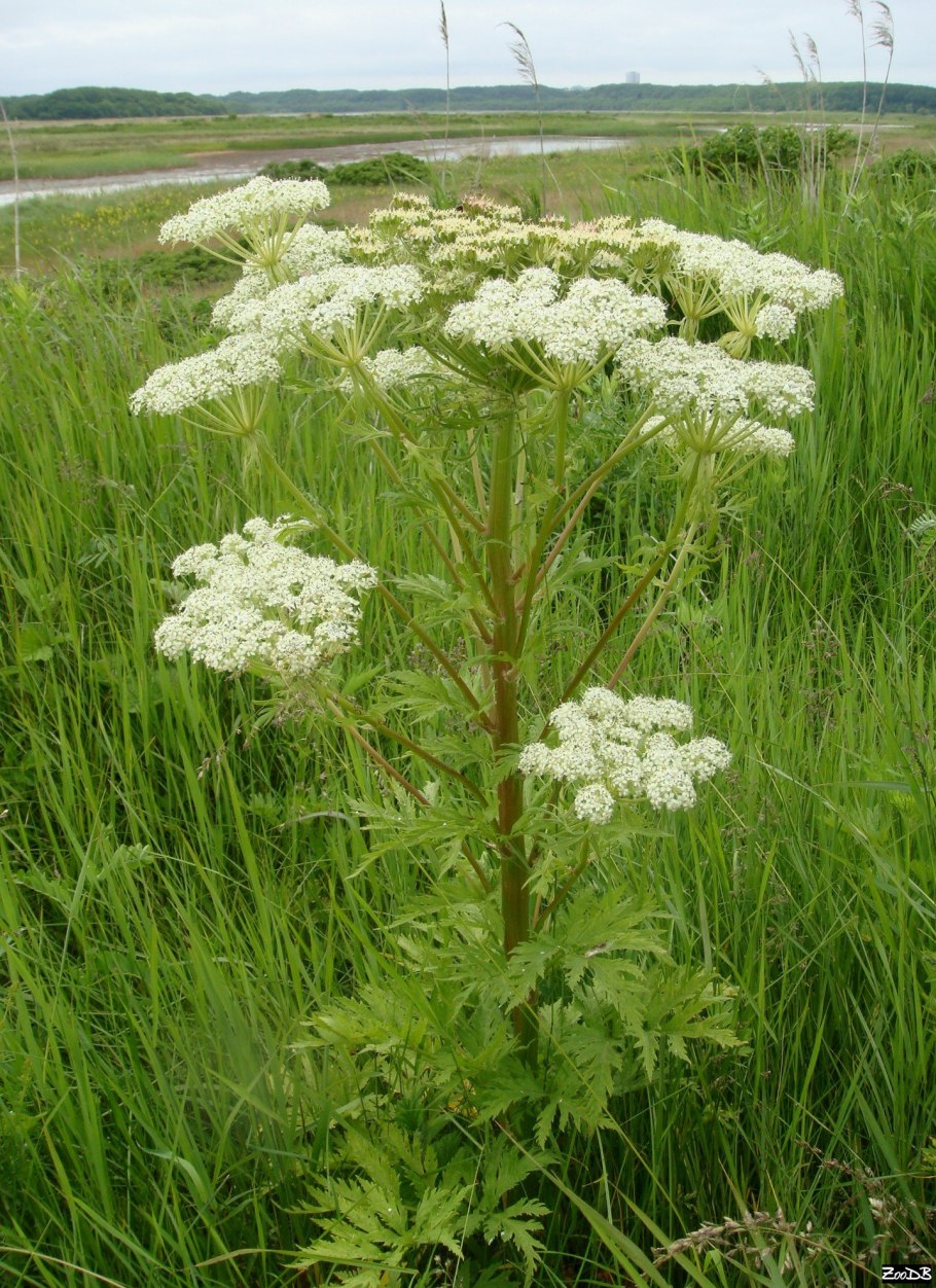 Filipendula kamtschatica