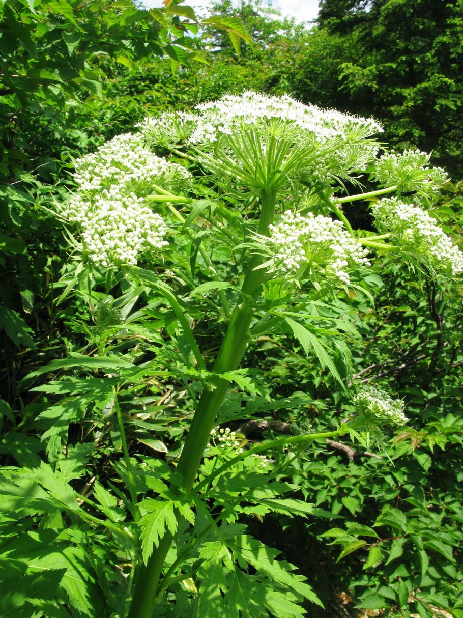 Реброплодник уральский курай