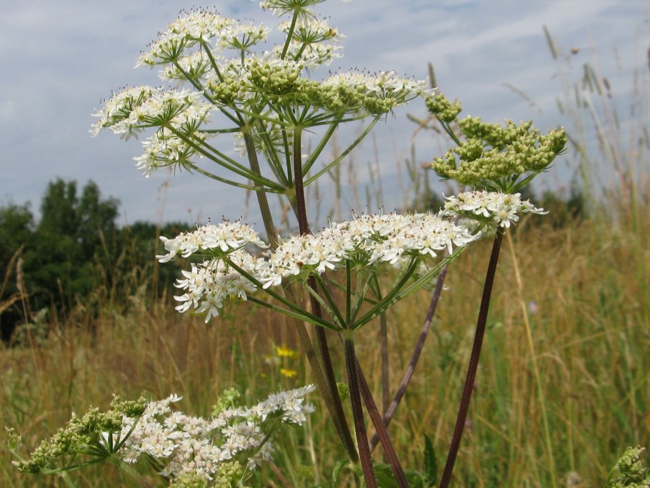 Борщевик обыкновенный