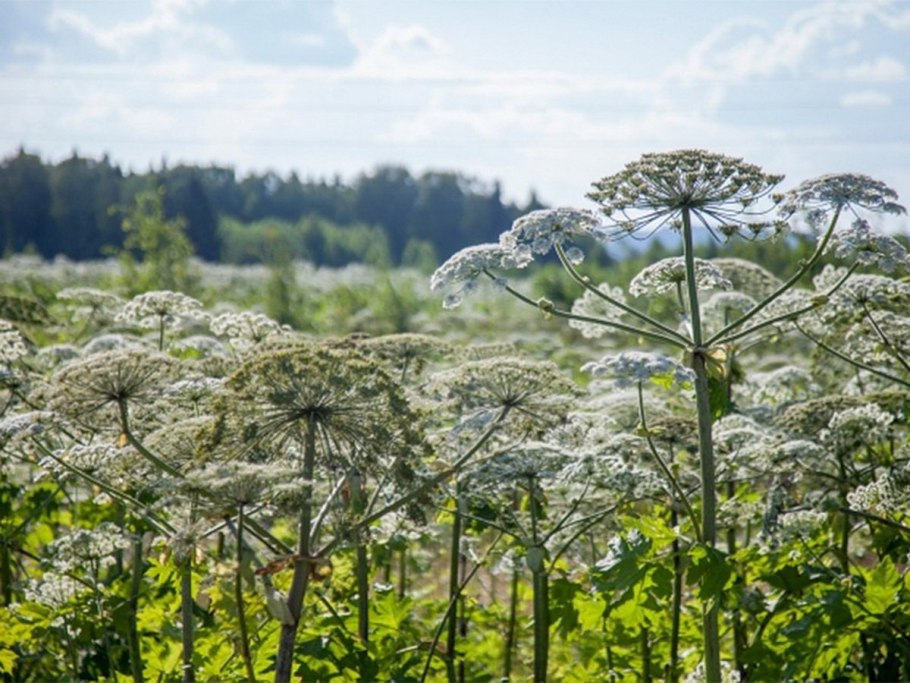Борщевика сосновского