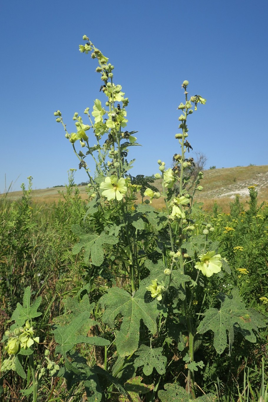 Alcea rugosa Alef.-. Шток-роза морщинистая