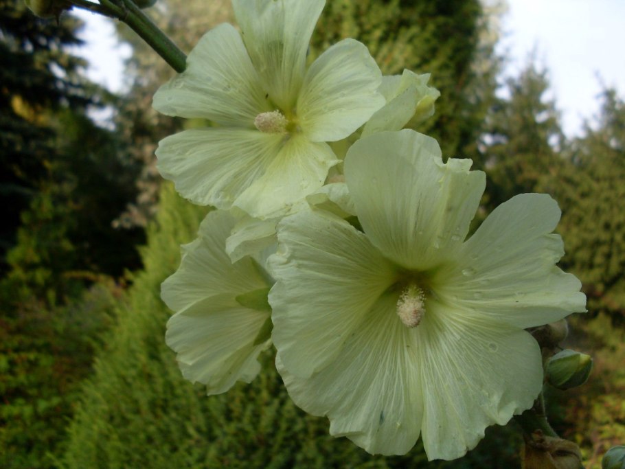 Мальва шток роза