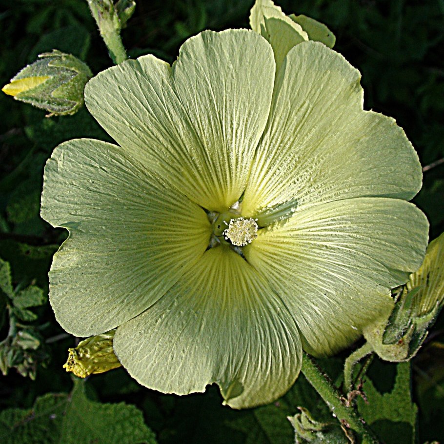 Hollyhock цветок