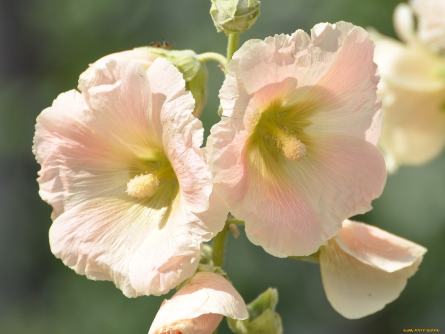 Шток роза Любава