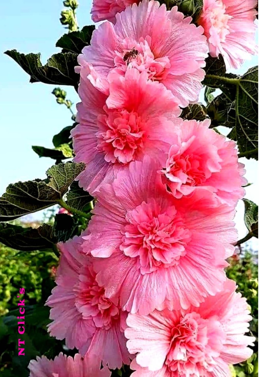 Махровая мальва