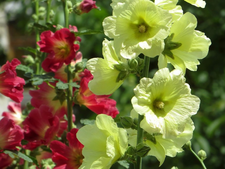 Мальва Мавритана